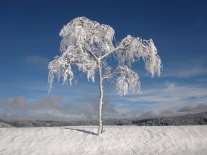 winter tree covered in snow